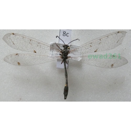 Myrmeleon formicarius (Linnaeus, 1767) Ukraine8c